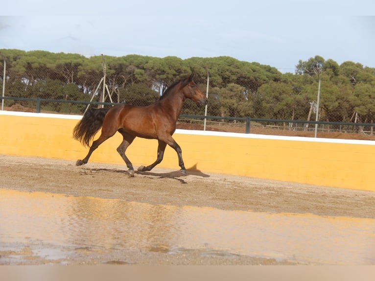 PRE Mestizo Caballo castrado 6 años 167 cm Castaño in Hamburg