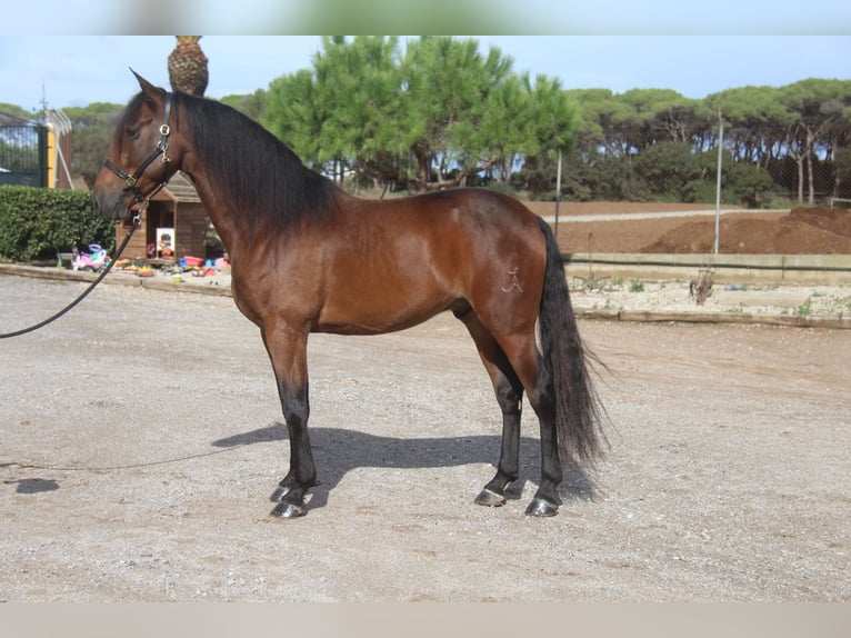 PRE Mestizo Caballo castrado 6 años 167 cm Castaño in Hamburg