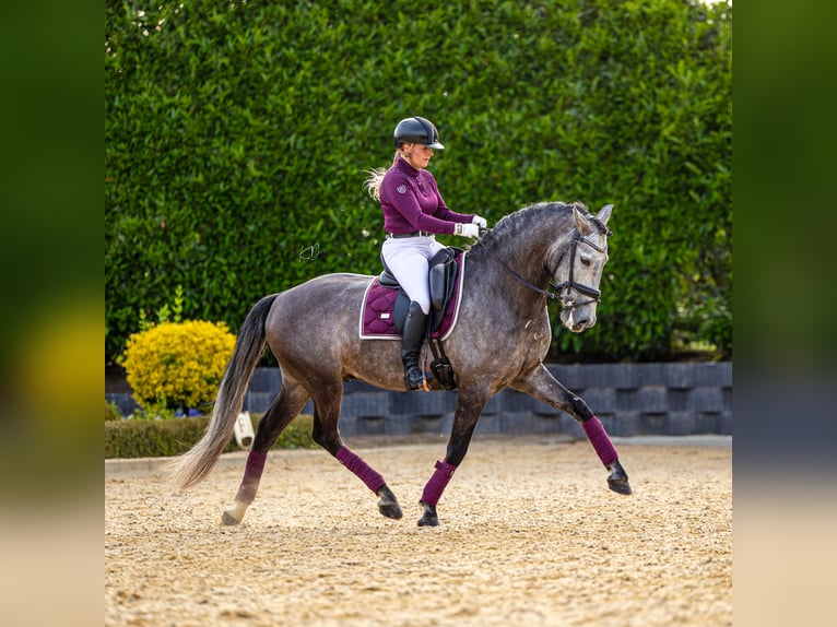 PRE Caballo castrado 6 años 167 cm Musgo marrón in Ommen