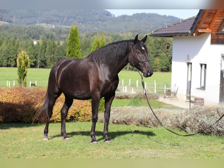 PRE Caballo castrado 6 años 167 cm Negro in Kefermarkt