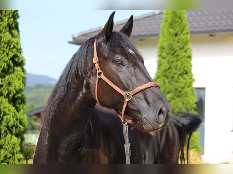 PRE Caballo castrado 6 años 167 cm Negro in Kefermarkt