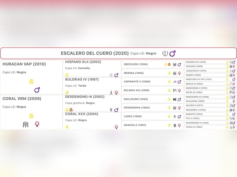 PRE Caballo castrado 6 años 167 cm Negro in Kefermarkt