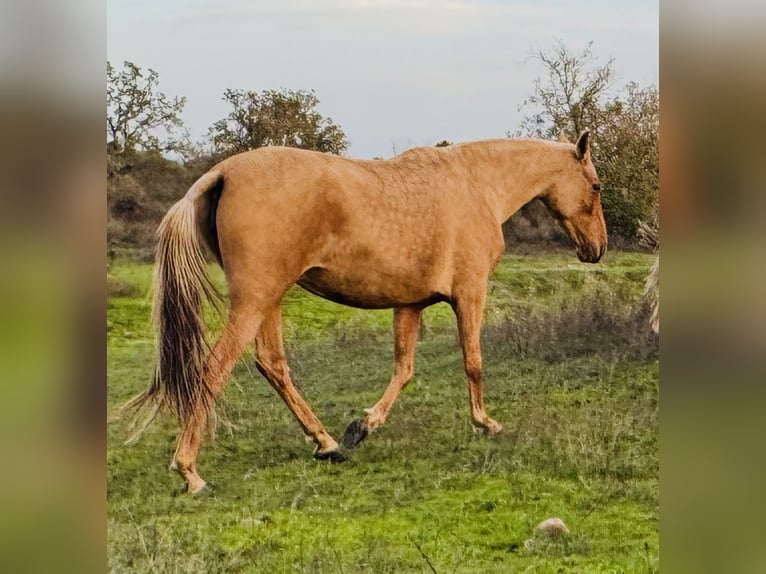 PRE Mestizo Caballo castrado 6 años 167 cm Palomino in Talayuela