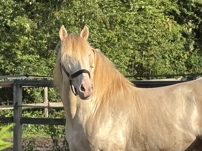 PRE Caballo castrado 6 años 167 cm Perla in HassendorfSottrum