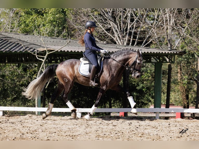 PRE Caballo castrado 6 años 167 cm Tordo in Breckerfeld