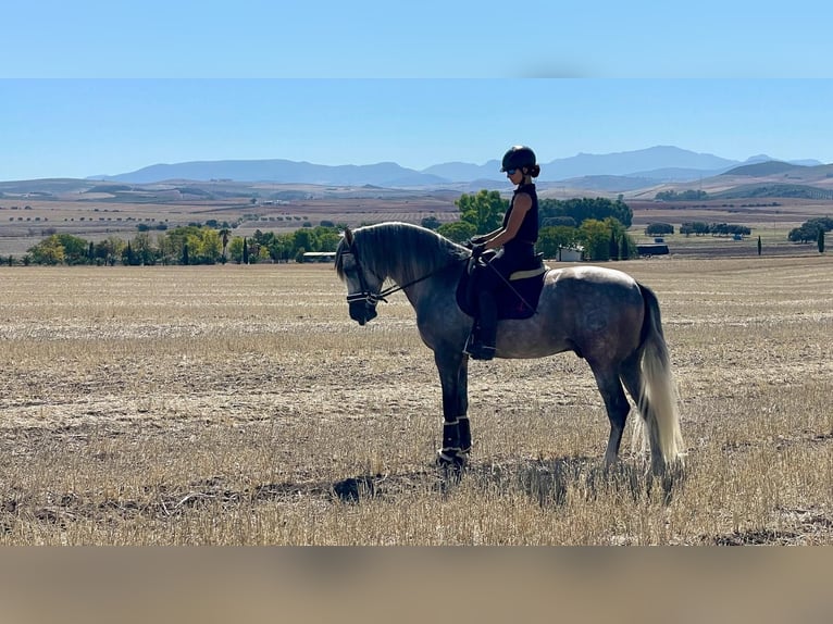 PRE Caballo castrado 6 años 167 cm Tordo in MORON DE LA FRONTERA