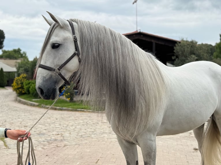 PRE Mestizo Caballo castrado 6 años 167 cm Tordo in Santa Perpetua de Mogoda