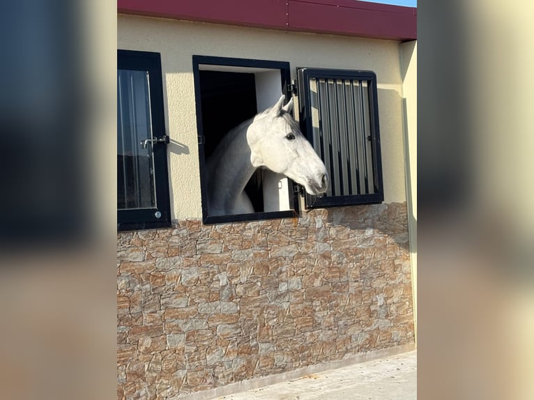 PRE Mestizo Caballo castrado 6 años 167 cm Tordo in Ludwigsfelde