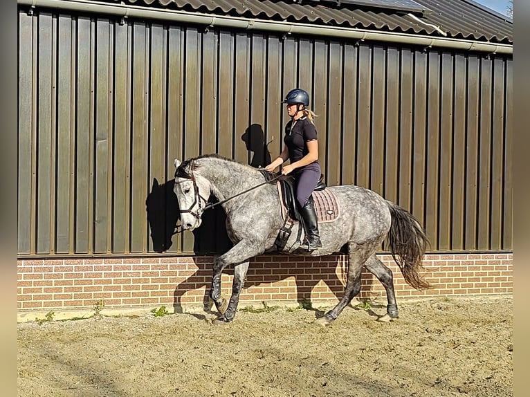 PRE Mestizo Caballo castrado 6 años 167 cm Tordo in Meerkerk