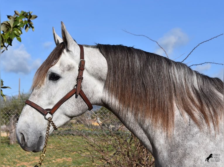 PRE Caballo castrado 6 años 167 cm Tordo in Mallorca