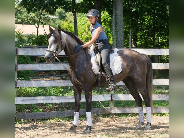 PRE Mestizo Caballo castrado 6 años 167 cm Tordo rodado in Dorsten