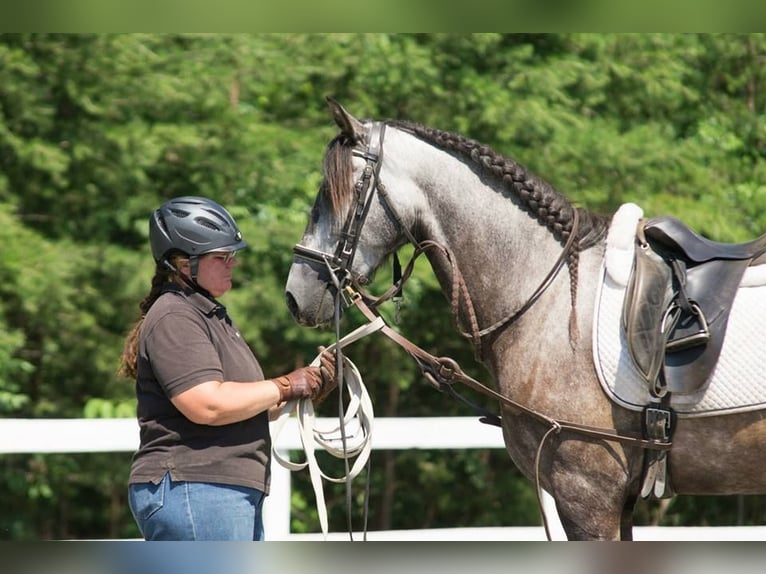 PRE Mestizo Caballo castrado 6 años 167 cm Tordo rodado in Dorsten