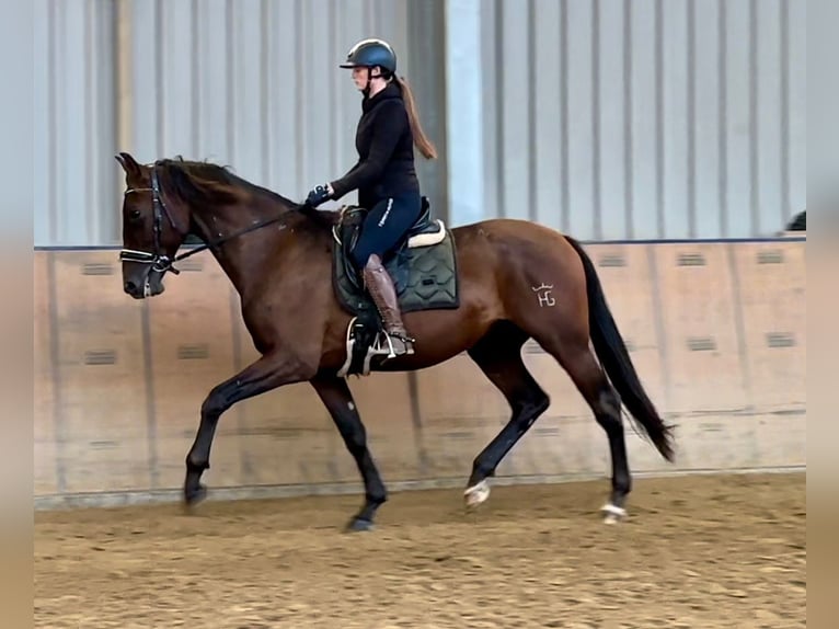 PRE Caballo castrado 6 años 168 cm Castaño in Neustadt (Wied)