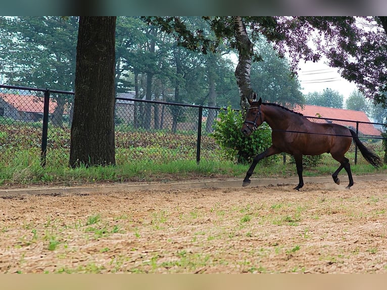 PRE Caballo castrado 6 años 168 cm Castaño oscuro in Kelpen-Oler