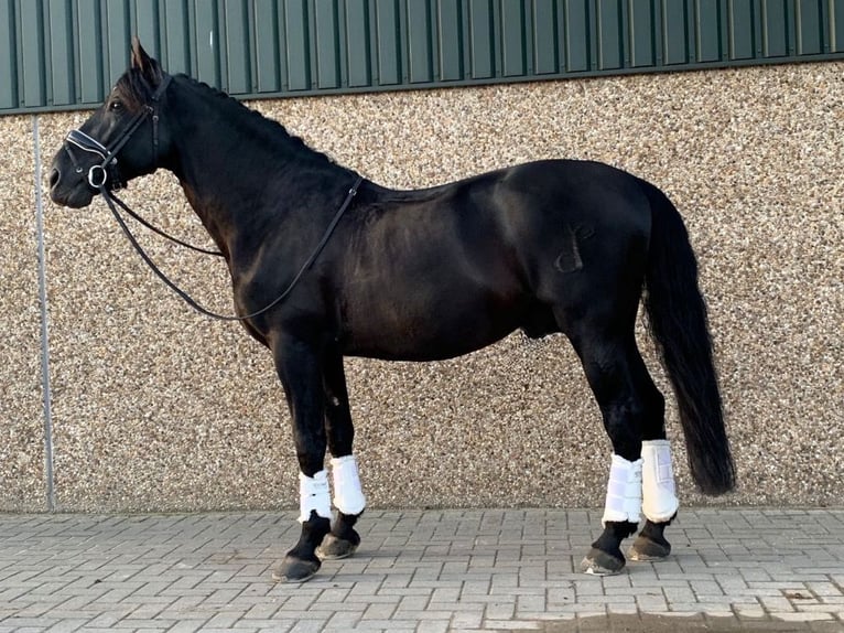 PRE Mestizo Caballo castrado 6 años 168 cm Negro in Polling