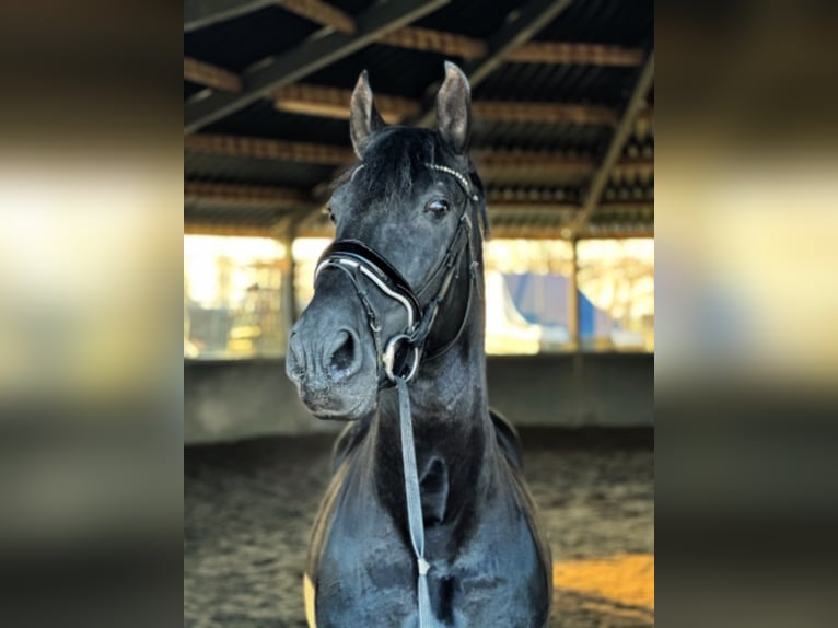 PRE Mestizo Caballo castrado 6 años 168 cm Negro in Polling