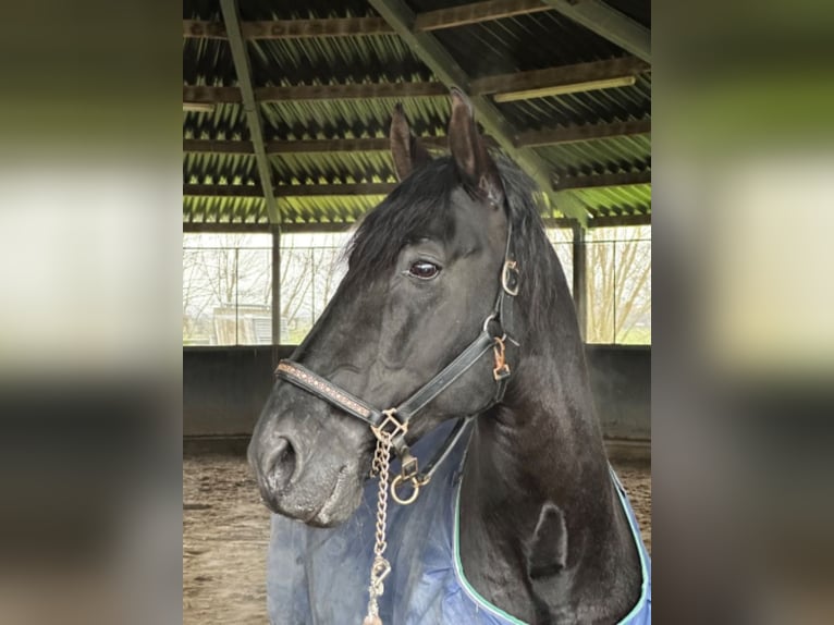 PRE Mestizo Caballo castrado 6 años 168 cm Negro in Polling
