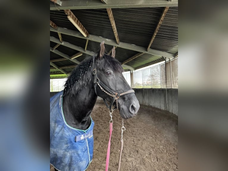 PRE Mestizo Caballo castrado 6 años 168 cm Negro in Polling