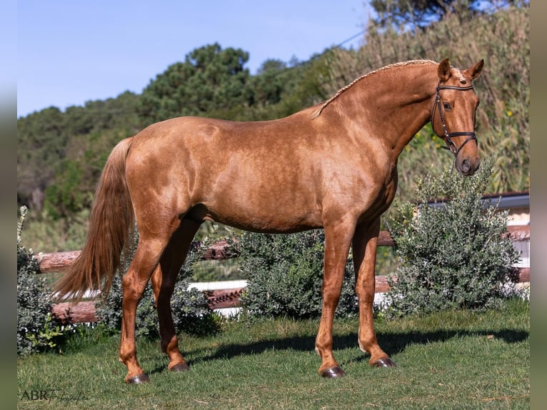 PRE Mestizo Caballo castrado 6 años 168 cm Palomino in Martfeld