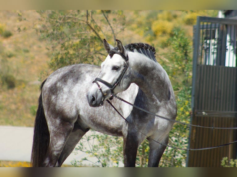 PRE Caballo castrado 6 años 168 cm Tordo in Hamburg Langenhorn