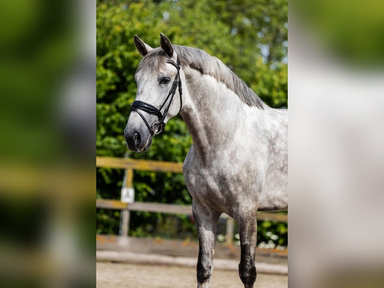 PRE Caballo castrado 6 años 168 cm Tordo in Sm