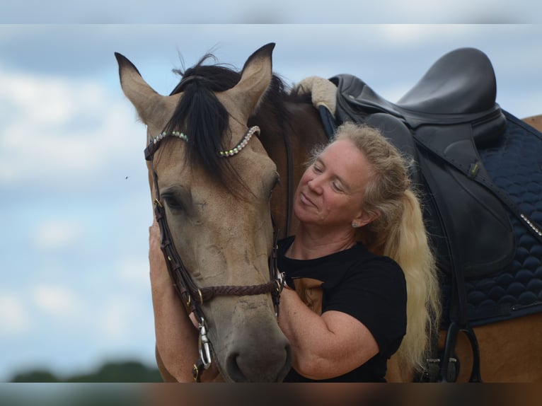 PRE Caballo castrado 6 años 169 cm Buckskin/Bayo in Grebenhain