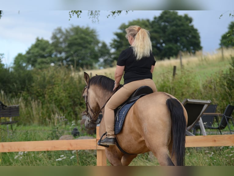 PRE Caballo castrado 6 años 169 cm Buckskin/Bayo in Grebenhain