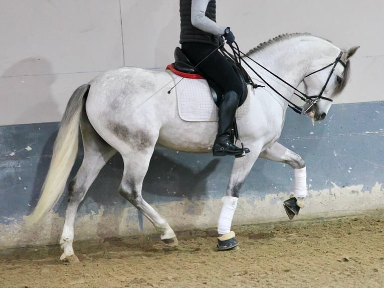 PRE Mestizo Caballo castrado 6 años 169 cm Tordo in Navas Del Madroño