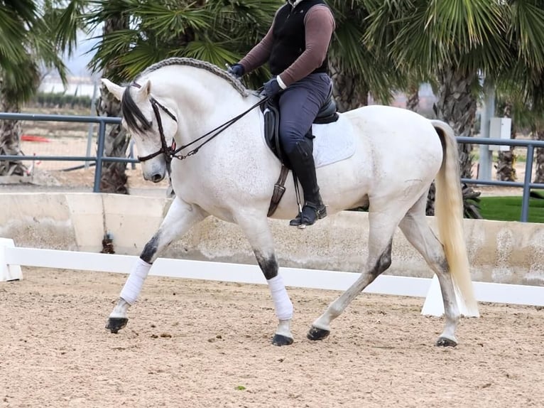 PRE Mestizo Caballo castrado 6 años 169 cm Tordo in Navas Del Madroño