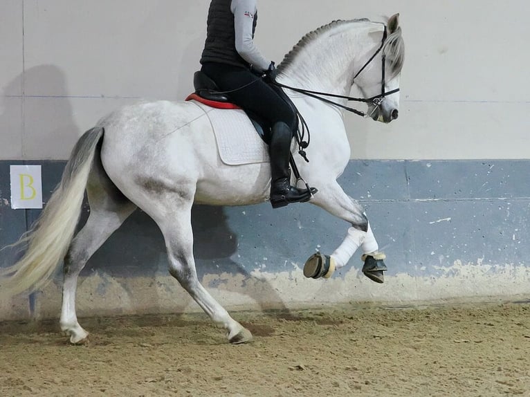 PRE Mestizo Caballo castrado 6 años 169 cm Tordo in Navas Del Madroño