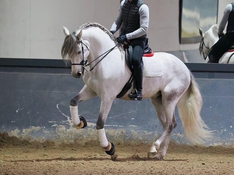 PRE Mestizo Caballo castrado 6 años 169 cm Tordo in Navas Del Madroño