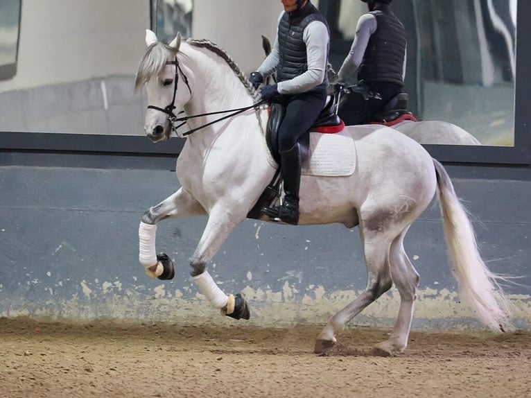 PRE Mestizo Caballo castrado 6 años 169 cm Tordo in Navas Del Madroño