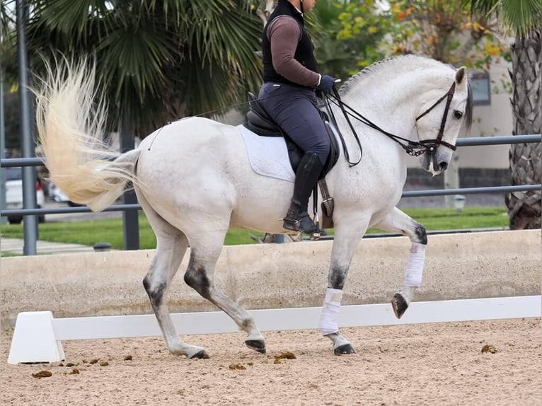 PRE Mestizo Caballo castrado 6 años 169 cm Tordo in Navas Del Madroño