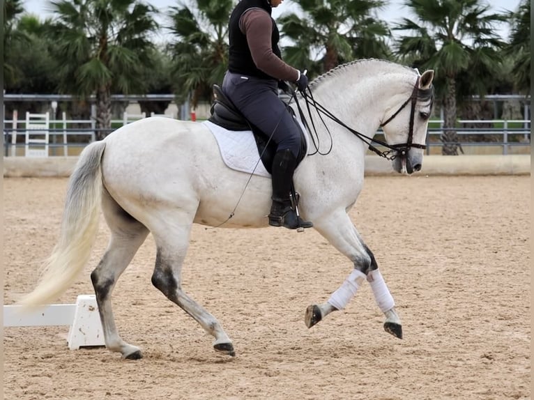 PRE Mestizo Caballo castrado 6 años 169 cm Tordo in Navas Del Madroño