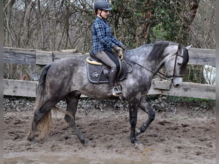 PRE Mestizo Caballo castrado 6 años 169 cm Tordo rodado in Vierhöfen