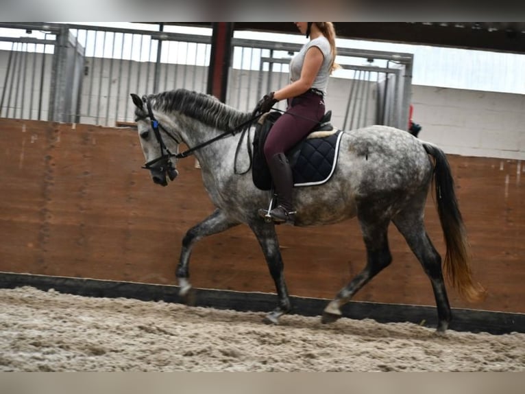 PRE Mestizo Caballo castrado 6 años 169 cm Tordo rodado in Vierhöfen