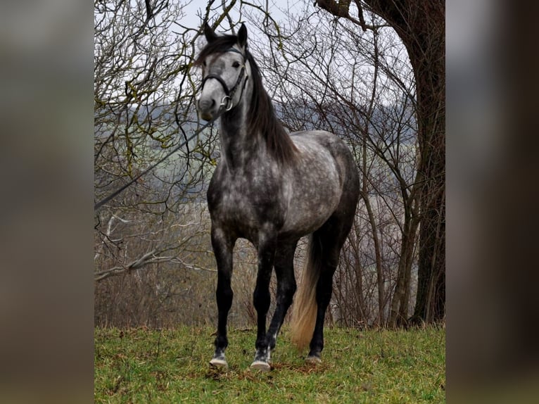 PRE Mestizo Caballo castrado 6 años 169 cm Tordo rodado in Vierhöfen