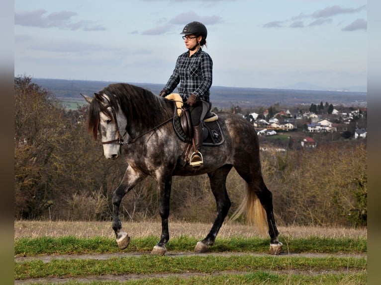 PRE Mestizo Caballo castrado 6 años 169 cm Tordo rodado in Vierhöfen