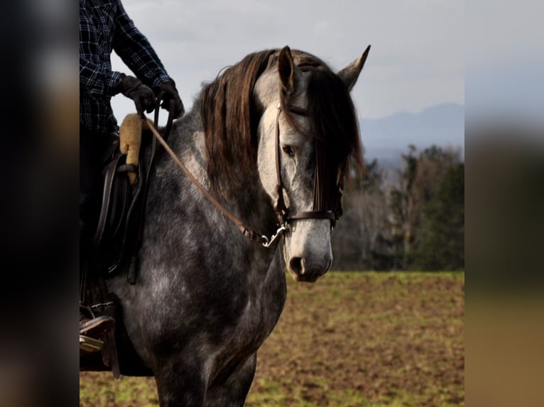 PRE Mestizo Caballo castrado 6 años 169 cm Tordo rodado in Vierhöfen