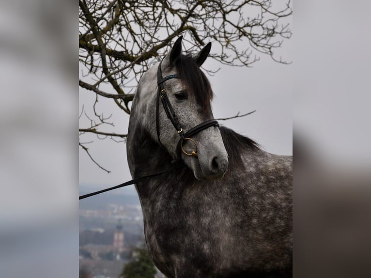 PRE Mestizo Caballo castrado 6 años 169 cm Tordo rodado in Vierhöfen