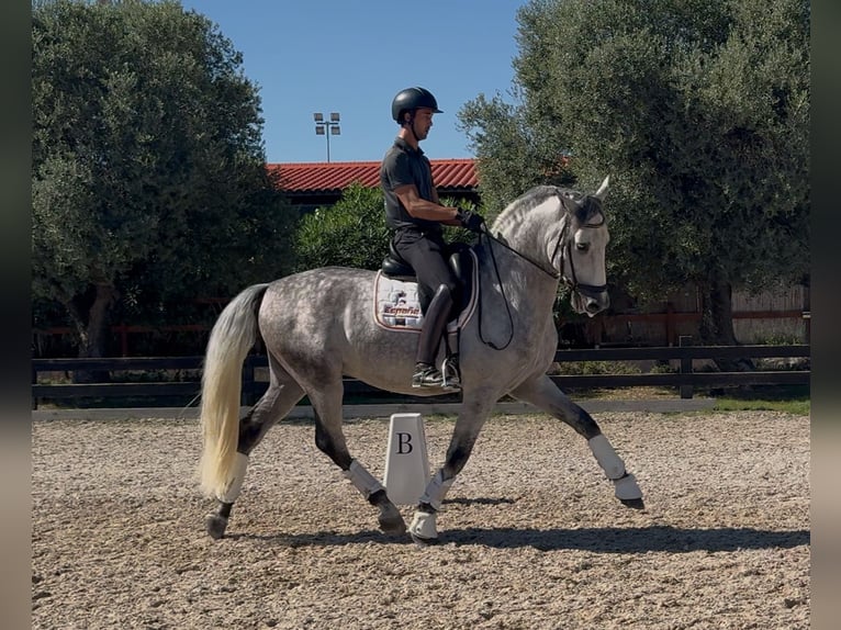 PRE Caballo castrado 6 años 169 cm Tordo rodado in Santa Perpetua de Mogoda