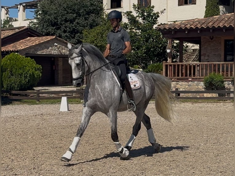 PRE Caballo castrado 6 años 169 cm Tordo rodado in Santa Perpetua de Mogoda