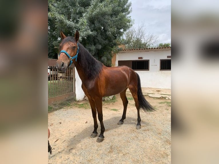 PRE Caballo castrado 6 años 170 cm Castaño in Cardedeu