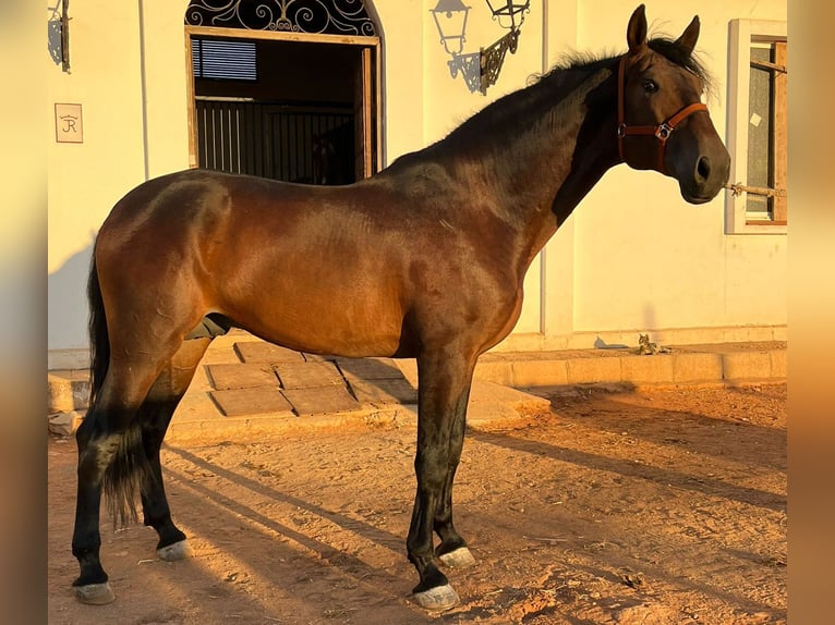 PRE Mestizo Caballo castrado 6 años 170 cm Castaño in Malaga