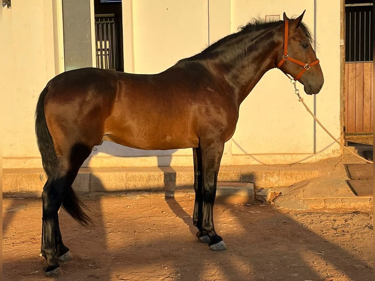 PRE Mestizo Caballo castrado 6 años 170 cm Castaño in Malaga