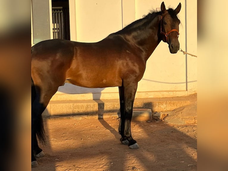 PRE Mestizo Caballo castrado 6 años 170 cm Castaño in Malaga