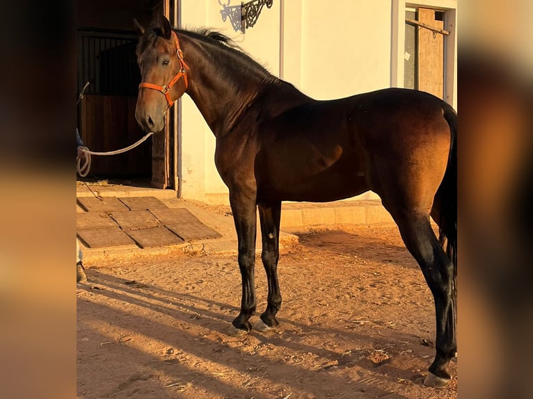 PRE Mestizo Caballo castrado 6 años 170 cm Castaño in Malaga