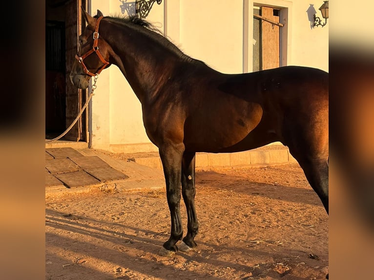 PRE Mestizo Caballo castrado 6 años 170 cm Castaño in Malaga