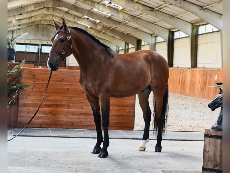 PRE Caballo castrado 6 años 170 cm Castaño claro in HEUVELLAND