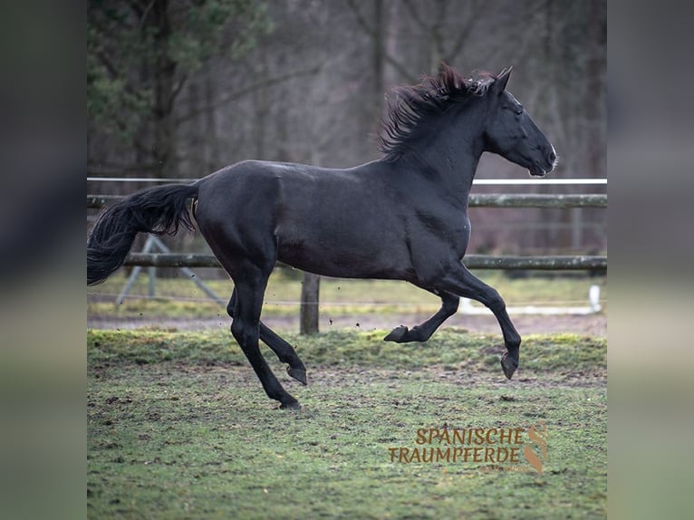 PRE Mestizo Caballo castrado 6 años 170 cm Negro in Traventhal